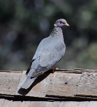 Male Band-tailed Pigeon idyllwild nature center picturegallery171325.tmp/113.jpg