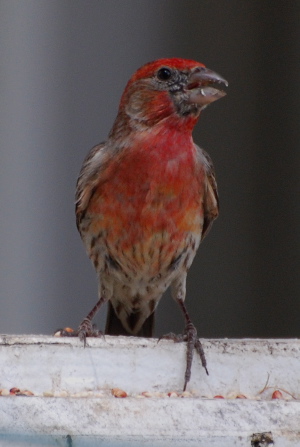 Male House Finch picturegallery171325.tmp/123.jpg