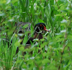 Male Wood Duck hiding in grass Yorba park picturegallery171325.tmp/3.jpg