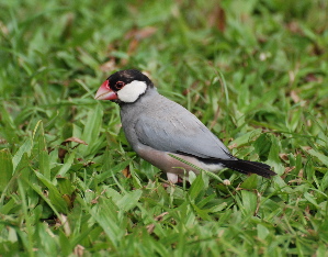 Java Sparrow birds of hawaii kauai picturegallery171325.tmp/210.jpg