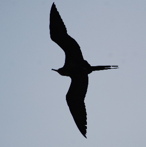 Great Frigatebird  'IWA in Flight birds of hawaii kauai picturegallery171325.tmp/210.jpg
