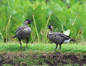 A pair of Nene at Taro Fields at Hanalei picturegallery171325.tmp/217.jpg