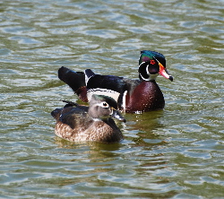 Male & Female Wood Ducks yorba park picturegallery171325.tmp/DSC_0160.jpg