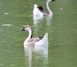 Swan Goose yorba park picturegallery171325.tmp/7.jpg