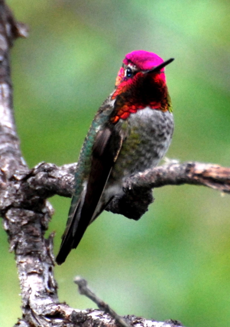 Male Costas Hummingbird171325.tmp/ABBBmalecostashummer.JPG