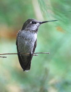 Female Annas Hummingbird171325.tmp/BBfemalemagnificent4.JPG