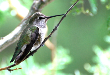 Female Annas Hummingbird171325.tmp/BBBfemaleannashummingbird3.JPG