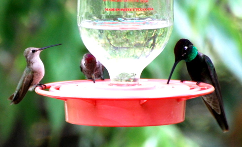 Female Black-chinned Male Magnificent 171325.tmp/BBfemalemagnificent4.JPG