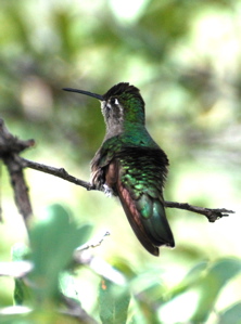 Female Magnificent Hummingbird171325.tmp/BBfemalemagnificent4.JPG