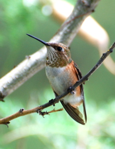 Immature Female Rufous Hummingbird171325.tmp/BBBimmaturefemalerufoushummingbird.JPG