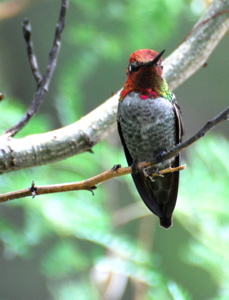 Male Annas Hummingbird171325.tmp/BBBimmaturefemalerufoushummingbird.JPG