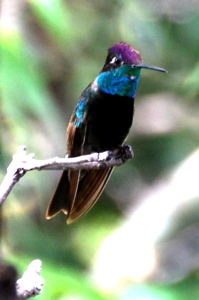 Male Magnificent Hummingbird171325.tmp/BBfemalemagnificent4.JPG
