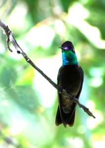 Male Magnificent Hummingbird171325.tmp/BBfemalemagnificent4.JPG