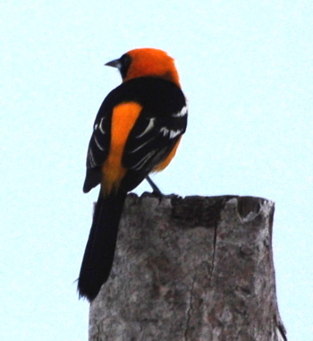 Altamira Oriole171325.tmp/BelizeBirds.jpg