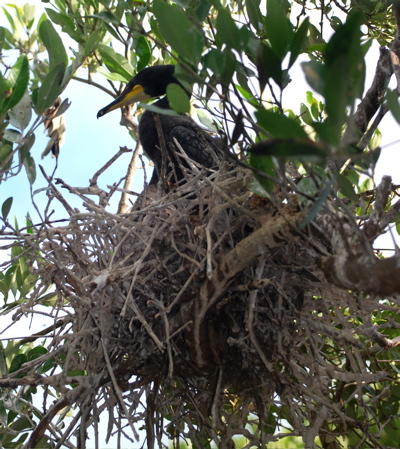 Doubled-crested Cormorants in nest171325.tmp/BZBIWHITESTORKS.jpg