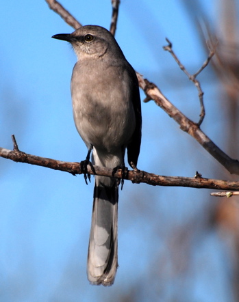 Bahama Mockingbird171325.tmp/BelizeBirds.jpg