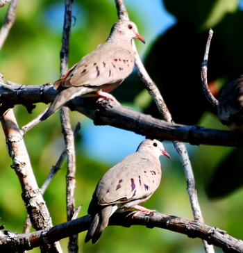 Common Ground Doves171325.tmp/BelizeBirds.jpg