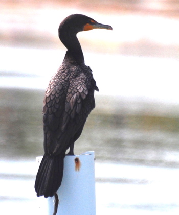 Doubled Creasted Cormorant171325.tmp/BelizeBirds.jpg