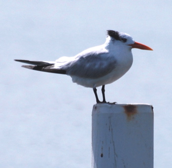 Elegant Tern171325.tmp/BelizeBirds.jpg