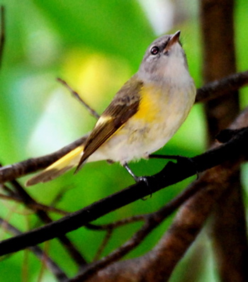 Female American Redstart171325.tmp/BelizeBirds.jpg