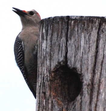 Golden-fronted Woodpecker171325.tmp/BelizeBirds.jpg