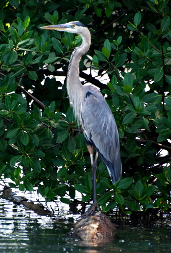 Great Blue Heron171325.tmp/BelizeBirds.jpg