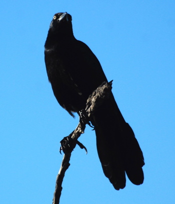 Great-tailed Grackled171325.tmp/BelizeBirds.jpg