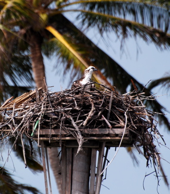 Osprey nesting platform171325.tmp/BelizeBirds.jpg