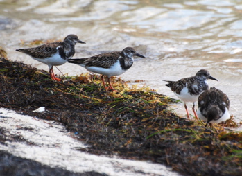 Ruddy Turnstone171325.tmp/BelizeBirds.jpg