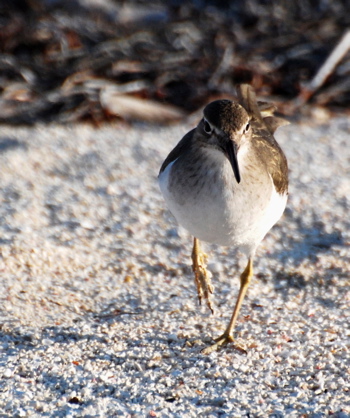 Spotted Sandpiper 171325.tmp/BelizeBirds.jpg