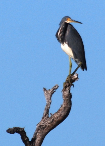 Tricolored Heron171325.tmp/BelizeBirds.jpg