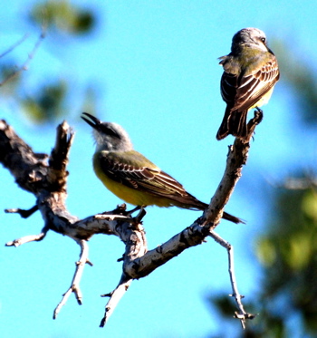 Tropical Kingbird 171325.tmp/BelizeBirds.jpg