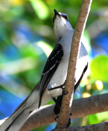 Tropical Mockingbird171325.tmp/BelizeBirds.jpg