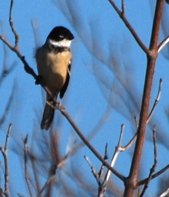 White Collared Seed-eater171325.tmp/BelizeBirds.jpg