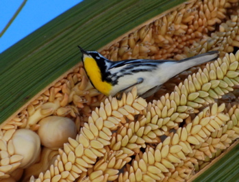 Yellow-throated Warbler171325.tmp/BZYellowthroatedwarbler.jpg