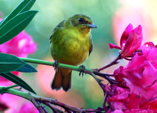 Mangrove Warbler171325.tmp/BelizeBirds.jpg