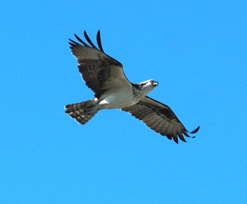 Osprey in flight171325.tmp/BelizeBirds.jpg