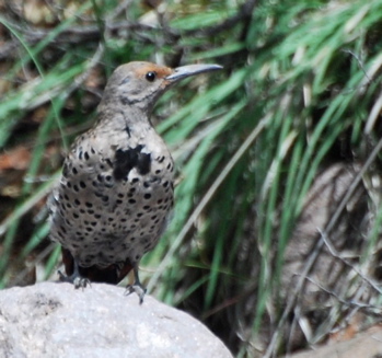 Female Red shafted Northern Flicker picturegallery171325.tmp/chiricahua .jpg