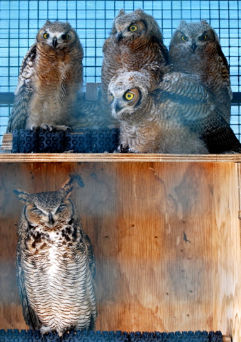 Great Horned Owl Nestlings171325.tmp/CoachellaValleyWildBirdCenter.jpg