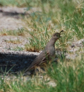 Female Gambel's quail 171325.tmp/Cbonedisply.JPG
