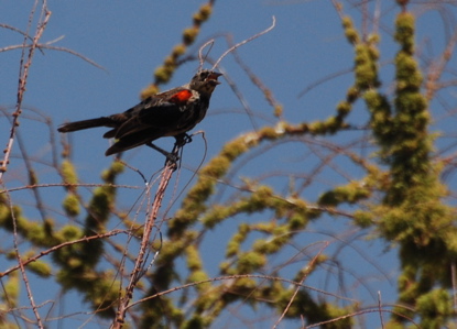 Male bicolored red winged blackbird 171325.tmp/Cbonedisply.JPG