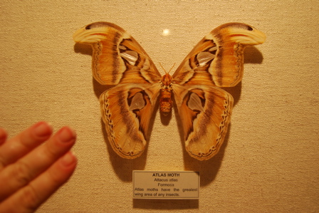 International wildlife museum exhibits171325.tmp/IWMbirdexhibit13.JPG