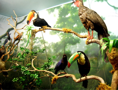 International wildlife museum exhibits171325.tmp/IWMbirdexhibit13.JPG