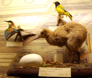 International wildlife museum exhibits171325.tmp/IWMbirdexhibit13.JPG