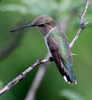 Female Anna's Hummingbird 171325.tmp/PSCPyoungmalevermilionflycatcher.JPG