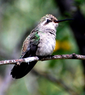Female Broad-billed Hummingbird 171325.tmp/PSCPyoungmalevermilionflycatcher.JPG