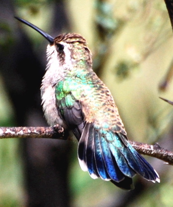 Female Broad-billed Hummingbird 171325.tmp/PSCfemalebroadbilledhumm.JPG