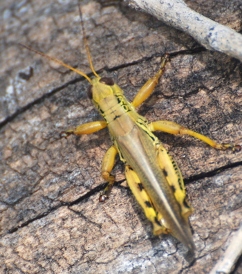 beautiful grasshopper171325.tmp/PSCgrasshopper3.JPG