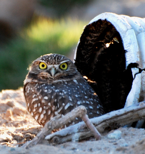 Burrowing Owl Nest picturegallery171325.tmp/SBSSbunny.jpg