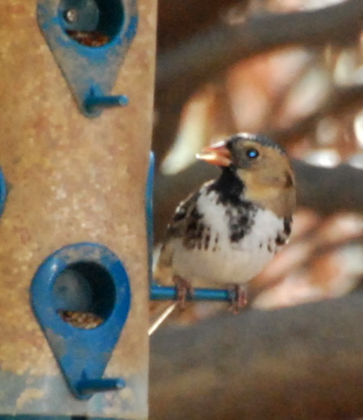 Harris's Sparrow picturegallery171325.tmp/SBSSbunny.jpg